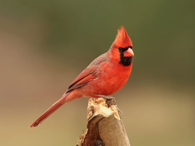 Though a desert climate, Scottsdale boasts diverse wildlife