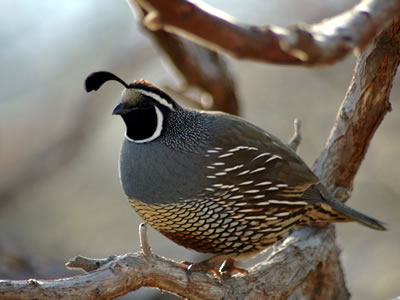 Though a desert climate, Scottsdale boasts diverse wildlife